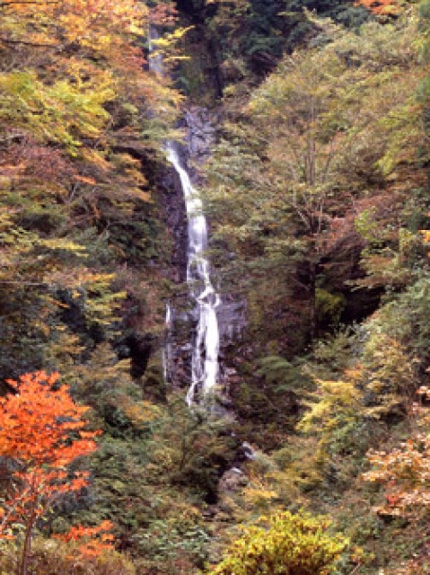 紅葉が見ごろです！和歌山県有田川町の五郷渓谷のアイキャッチ画像